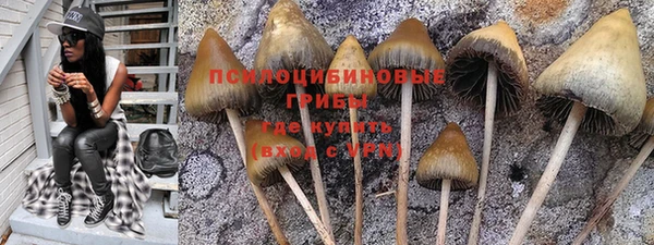 прущие грибы Елизово