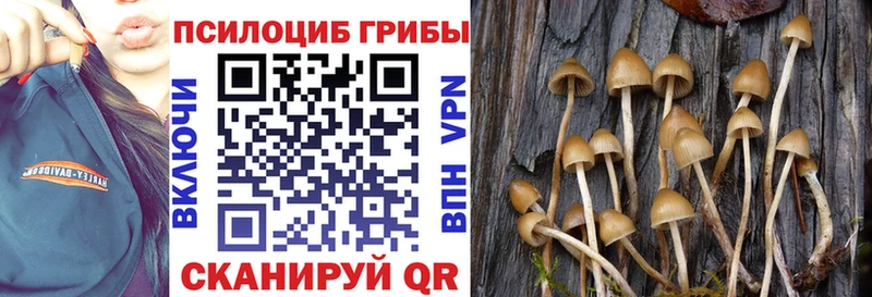 как найти Урус-Мартан Псилоцибиновые грибы мицелий